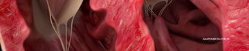 anatomie du cœur
