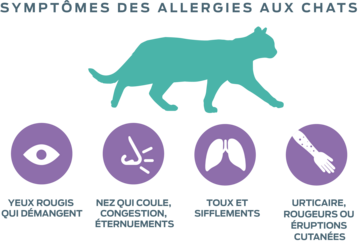 the allergic burden allergies to cats