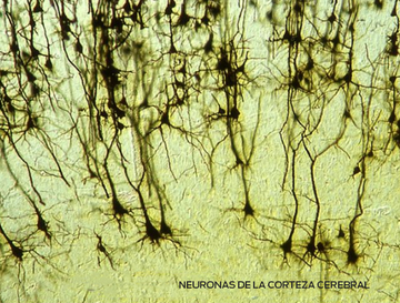 neuronas de la corteza cerebral
