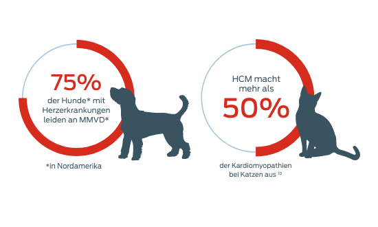 75 % der Hunde mit Herzerkrankungen leiden an MMVD, und HCM macht mehr als 50 % aus