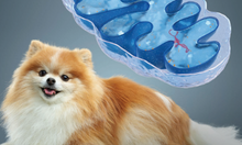 Pomeranian mitochondria 