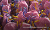 nozioni di base sul microbioma
