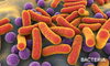 bacteria