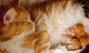 yellow and white cat nursing kittens
