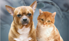 OBESITY IN PETS