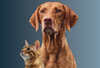 brown cat and brown dog sitting near each other