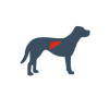 ícone de fígado canino