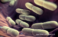purina-institute-mnr-lactobacillus