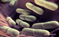 purina-instituto-nrm-lactobacillus