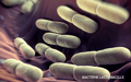 purina-institute-mnr-lactobacillus