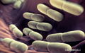 purina-istituto-nrm-lactobacillus