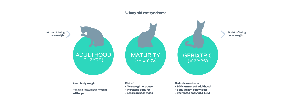 Lean Body Mass & Protein | Purina Institute