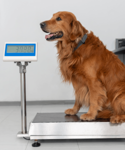 Dog on a scale at the veterinarians office