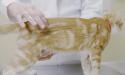 cat with vet having his back felt