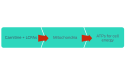 Carnitine and LCFAs > Mitochondria > ATPs for cell energy