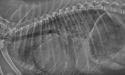 Raggi X del cane con insufficienza cardiaca