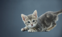 adorable chaton