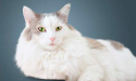 alimentation des chats âgés