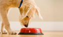 chien de couleur claire reniflant une gamelle rouge