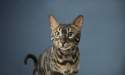 chat rayé aux yeux verts