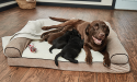 Braune Labradorhündin säugt vier Welpen