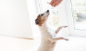chien blanc et marron faisant le beau pour avoir une friandise