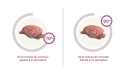70% de la masse du cerveau adulte à 6 semaines, 90% de la masse du cerveau adulte à 12 semaines
