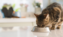 Foto di un gatto che mangia da una ciotola
