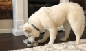 weißer Hund frisst aus Napf