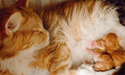 rot-weiße Katze beim Säugen ihrer Jungen