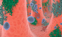 probiotic graphic