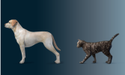 Gesunder Body Condition Score – Hund und Katze