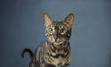 striped cat with green eyes