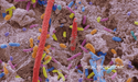 oral bacteria