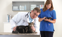 veterinario che esamina un gatto sul tavolo con assistente sullo sfondo