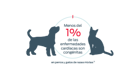 < 1% de las enfermedades cardíacas son congénitas en perros y gatos de razas mixtas