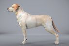 dog side profile