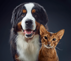 cane e gatto vicini che guardano la telecamera