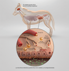 purina-instituto-intestino-cerebro-eje