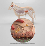 purina-institute-axe-intestin-cerveau