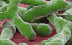 bifidobacterium