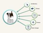 probiotics_diagram.jpg