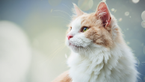 purina institute allergic burden