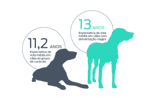 Os cães alimentados para se manterem magros apresentaram um aumento de 15% na mediana da expectativa de vida em comparação com os cães da raça labrador retriever do grupo controle.