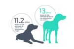 Los perros alimentados para mantenerse delgados presentaron una extensión del 15 % en la mediana de vida en comparación con los perros labrador retriever del grupo de control.