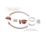 gut-brain-axis-canvas-applied.png