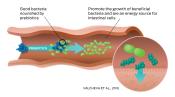 purina-institute-prebiotics-digestion