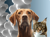 Gato y perro