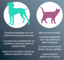 Perro: forma del reloj de arena cuando se ve desde arriba. Las costillas se sienten con facilidad. Retracción abdominal cuando se ve en el perfil. Gato: capa de grasa mínima en la pancita cuando se ve de perfil. Las costillas se sienten con facilidad. Forma del reloj de arena cuando se ve desde arriba.