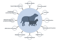 Longévité réduite, stress oxydatif, arthrose, inflammation, résistance à l'insuline, diabète sucré, lipidose hépatique, maladies buccales, dermatopathies, maladie des voies urinaires inférieures, problèmes cardiorespiratoires, hypertriglycéridémie.